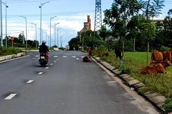 Trâu bò thả rông nhiều nơi ở Đà Nẵng: Nhiều phường... 'bó tay'