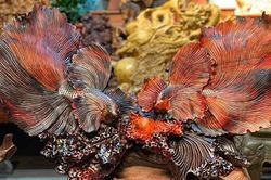 Tuần lễ Sinh vật cảnh TPHCM