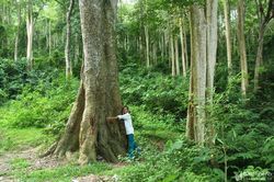 Tìm nguyên nhân để có biện pháp chống mất rừng, suy thoái rừng ở Bắc Trung bộ