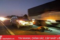 Fortuner đâm chết con bò thả rông trên QL 1A ở Hà Tĩnh