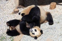 Kungfu Panda phiên bản gấu trúc thực tế siêu đáng yêu