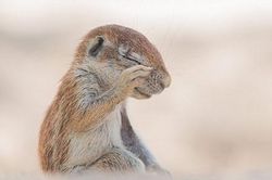 Sóc 'hóa điên' vì bị ruồi trêu ghẹo, phiền nhiễu