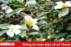Mơ màng mùa hoa Sở