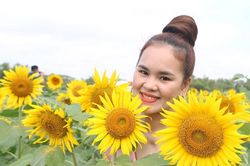 Đẹp ngỡ ngàng cánh đồng hoa hướng dương giữa lòng xứ Quảng