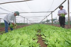 Gỡ khó cho hợp tác xã nông nghiệp