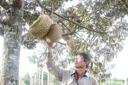 Nỗi lo bơ, sầu riêng Đắk Lắk, Đắk Nông