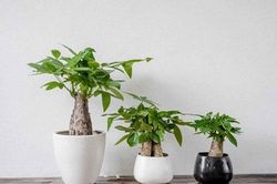Nhắm mắt là tài lộc đến chỉ nhờ cây phong thủy tuổi Ngọ sau đây