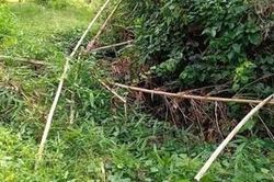 Đã xác định được danh tính thi thể không đầu trong vườn điều ở Bình Phước