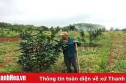 Huyện Hà Trung chú trọng phát triển kinh tế trang trại