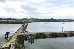 Bấp bênh nuôi tôm trên ruộng muối