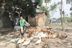 Hải Lăng triển khai chính sách bù đắp thiệt hại do dịch tả lợn Châu Phi gây ra