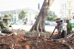 Trồng mới 209 cây giáng hương trên Quốc lộ 9