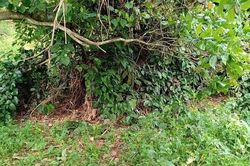 Xác định danh tính thi thể không đầu trong vườn điều ở Bình Phước