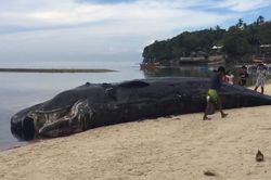 Xác cá nhà táng dài 12 m dạt lên bờ biển Philippines