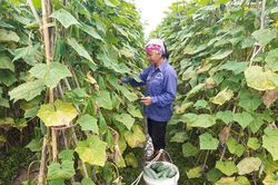 Hướng mới từ trồng dưa sạch