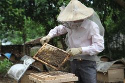 Bộ Nông nghiệp nói gì khi sản lượng mật ong không đạt mục tiêu 10 năm?