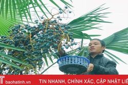Đông về ăn cọ hấp - đặc sản của tuổi thơ ở vùng quê Hà Tĩnh