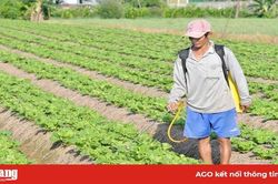 Vùng chuyên canh màu Bình Thạnh chuẩn bị mùa vụ Tết