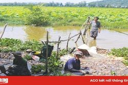 Hiệu quả mô hình trồng sen lấy củ