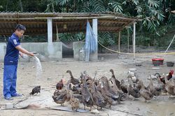 Liên kết '3 nhà' chăn nuôi và tiêu thụ vịt an toàn sinh học