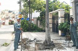 Có được phép di dời cây xanh trước nhà?