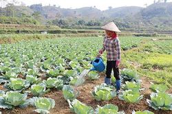 Nà Chá sản xuất rau an toàn