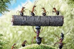 1001 thắc mắc: Kiến ngủ thế nào, tại sao kiến 'thống trị' thế giới?