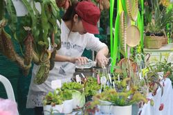 Mê mải với kỳ hoa, dị thảo ở 'vương quốc' hoa Gò Vấp