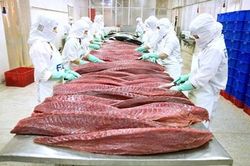 Xuất khẩu cá ngừ tiếp tục giảm trong tháng 10