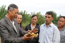 Sản phẩm gừng Kỳ Sơn được cấp chỉ dẫn địa lý