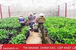 Mỗi năm, Hà Tĩnh sản xuất gần 12 triệu cây giống phục vụ trồng rừng