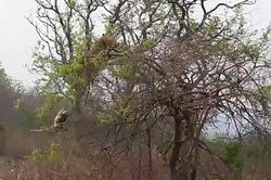 Hổ đói săn khỉ trên cây và kết cục 'chết cười'