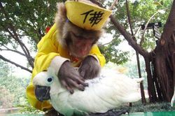 Hi hữu tình bạn khác loài mà thắm thiết của động vật
