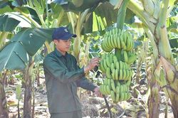 Trồng chuối già Nam Mỹ cho thu nhập cao