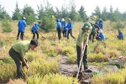 Những 'lá chắn xanh' nơi cửa biển