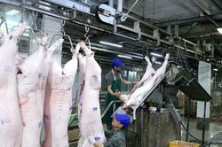 Khó khăn lắm mới nhập khẩu thịt lợn