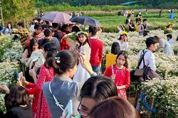 Dòng người đổ xô đến vườn cúc họa mi chụp ảnh