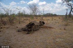 Rùng mình cảnh động vật hoang dã chết thảm vì hạn hán ở Zimbabwe