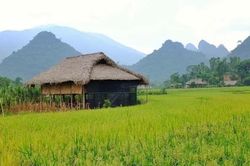 Tạm dừng bất hạnh