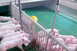 Giá thịt lợn tăng vọt khiến CPI tháng 11 cao nhất trong 9 năm