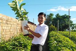 Công ty Bơ Mỹ Hoàng Gia: Liên kết xây dựng vùng chuyên canh cây ăn quả