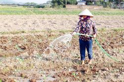 Nâng cao hiệu quả sản xuất vụ đông