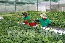 Góp ý sửa đổi một số nghị định về đất đai