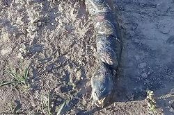 Kinh ngạc 'cá lạ' có hàm răng giống người ở Argentina