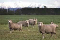 New Zealand lai tạo loại cừu ít xì hơi để ngăn biến đổi khí hậu
