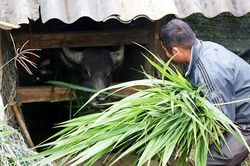 Chủ động phòng, chống dịch bệnh gia súc