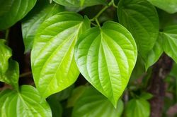 Công thức làm hồng vùng kín an toàn từ thiên nhiên