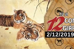 Tử vi thứ 2 ngày 2/12/2019 của 12 con giáp: Dần gia tăng thu nhập, Thân nhiều chuyện phải lo nghĩ