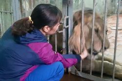 Nuôi mãnh thú giữa lòng Hà Nội: Mắc màn ngủ cùng hổ, ngày ngày trò chuyện bắt rận cho sư tử