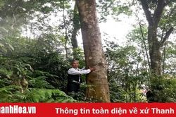Chuyện gìn giữ đồi lim xanh miền biên viễn